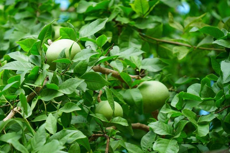 नवरात्रको छैटौँ दिन : मिथिलामा आज ‘बेलनौत’ विधि गरिँदै