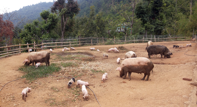 ४० जना मिलेर सामूहिक बंगुर पालन