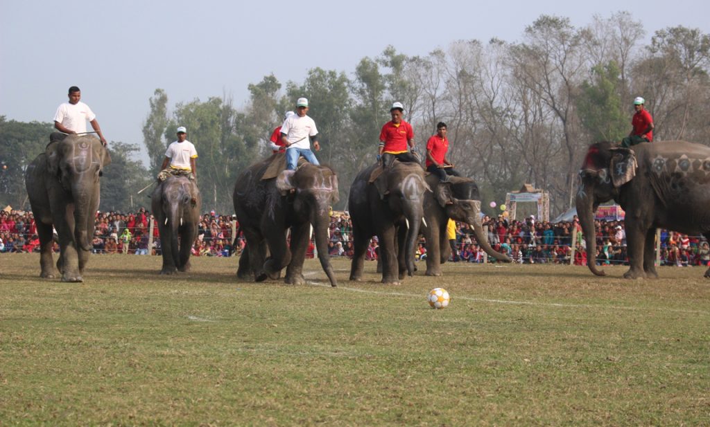सौराहामा आजदेखि हात्ती तथा पर्यटन महोत्सव सुरु हुँदै