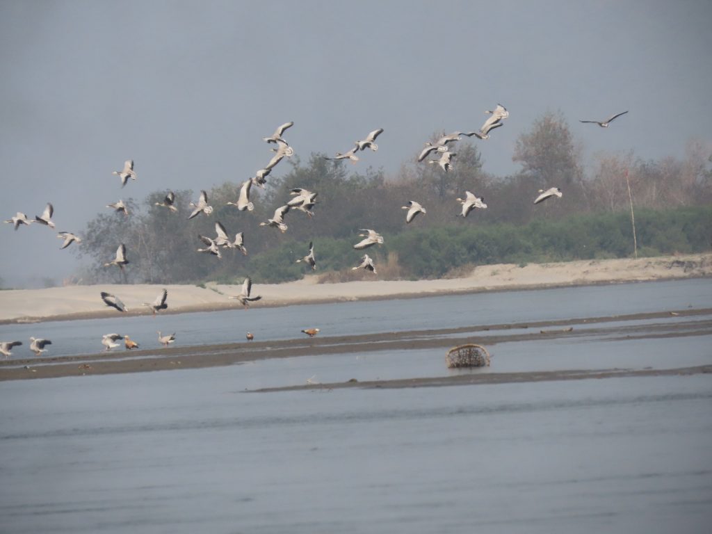 कोशीटप्पुमा भेटिए ७६ प्रजातिका ९ हजार २५० चरा