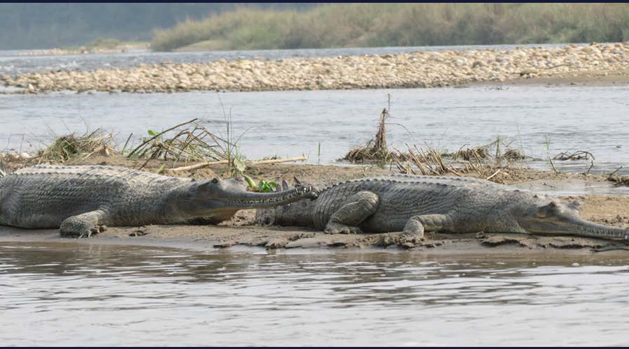 राप्ती नदीमा छाडियो १३३ गोही