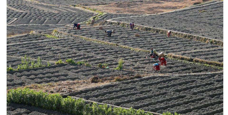 कृषि औजार मार्फत् आलु रोप्दै किसान