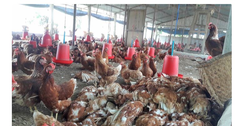 ७ जिल्लामा बर्डफ्लु नियन्त्रण, उपत्यका र काभ्रेमा अझै जोखिम