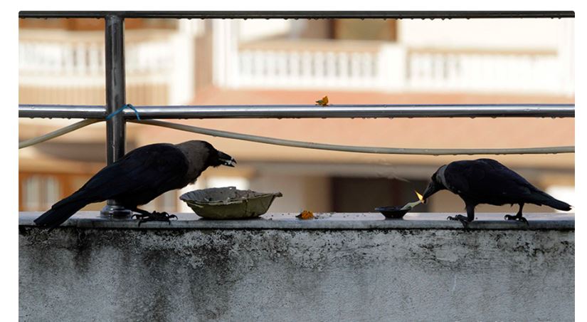 आज काग तिहार मनाइँदै