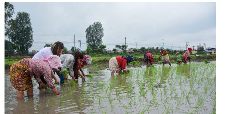 आज १५ असार, २३ औं राष्ट्रिय धान दिवस