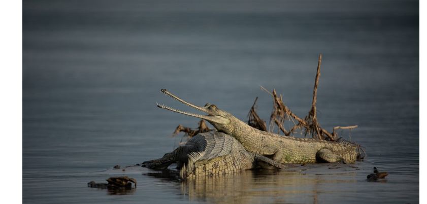 राप्ती र नारायणी नदीमा ३५२ घडियाल गोही भेटिए