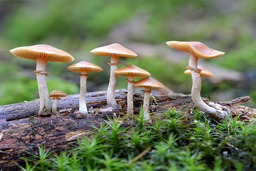 च्याउ खाँदा एकै घरका चार जना बिरामी