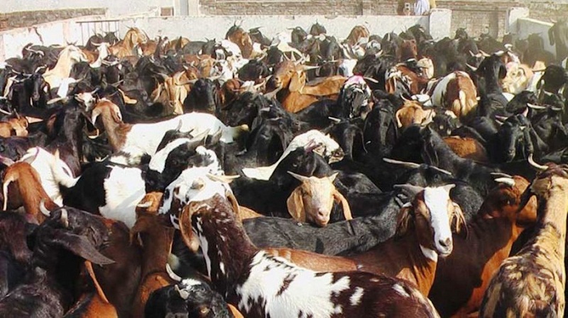 दसैँका लागि १८०० खसीबोका र च्याङ्ग्रा ल्याइँदै