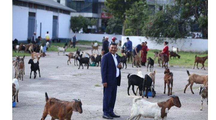 आजदेखि खसीबोका र च्याङ्ग्राको बिक्री सुरु