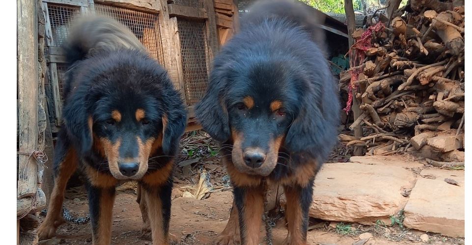 नेपालको हिमाली भेगमा पाइने भोटे कुकुरलाई अन्तर्राष्ट्रिय मान्यता प्रदान
