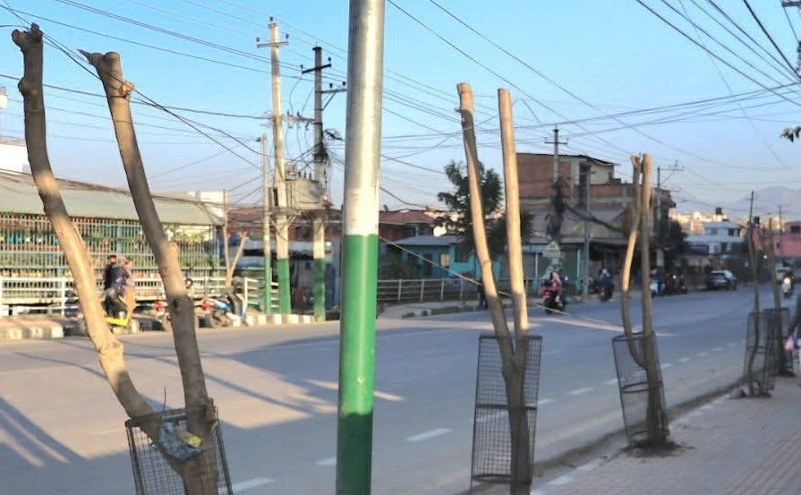 सडकका बिरुवामा क्षति पुर्‍याउनेलाई एक लाख १० हजार जरिबाना