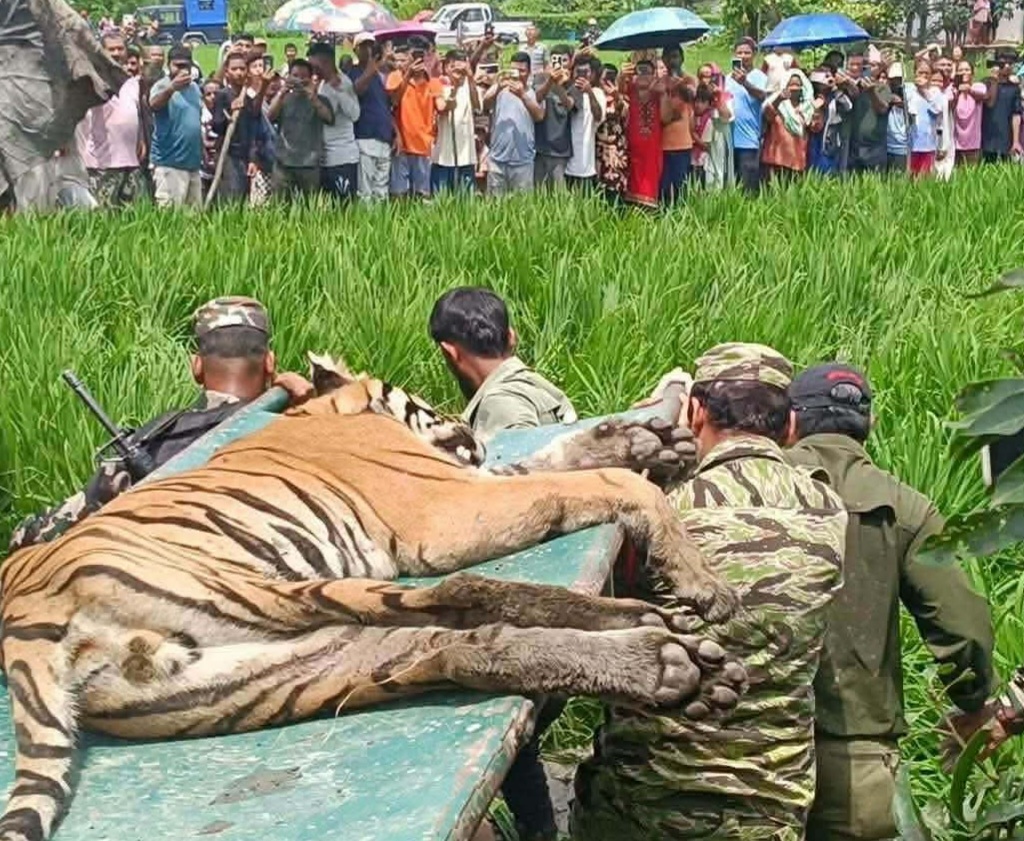 चितवनमा मानिस र गाईलाई घाइते बनाउने बाघ नियन्त्रणमा