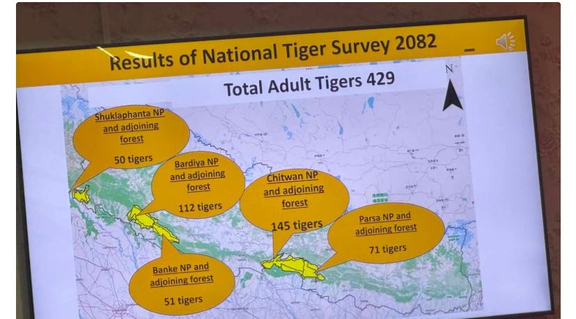 नेपालमा बाघको संख्या बढ्यो, चितवनमा मात्रै १४५