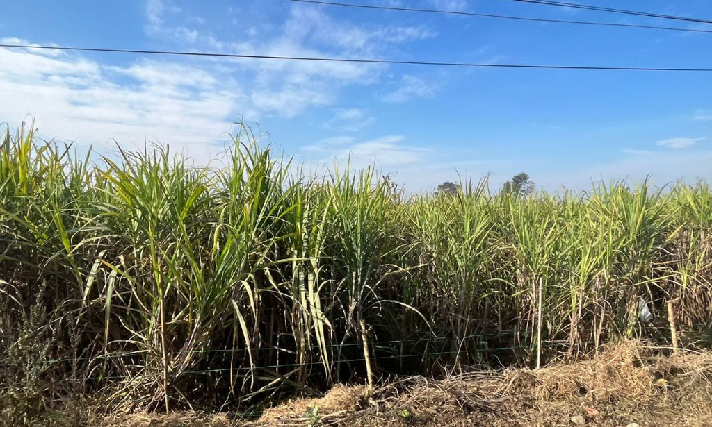 बिक्री गर्न समस्या भएपछि उखु खेती घट्दै