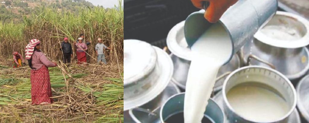 उखु र दूध किसानको बक्यौता तिर्न २ अर्ब निकासा